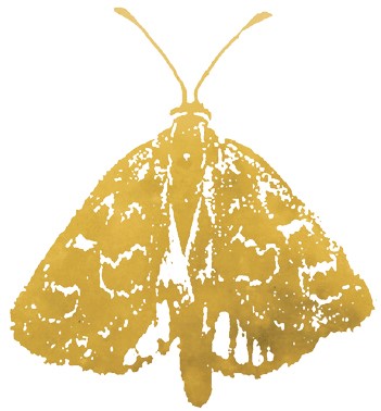 Critically endangered Golden Sun Moth